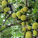 Jackfruit or nangka
