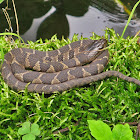 Northern water snake