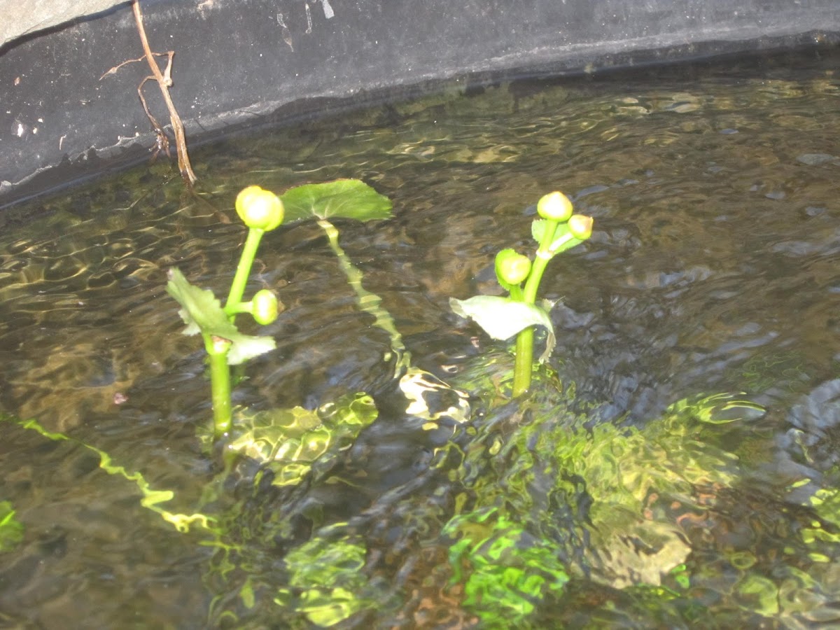 Marsh marigold