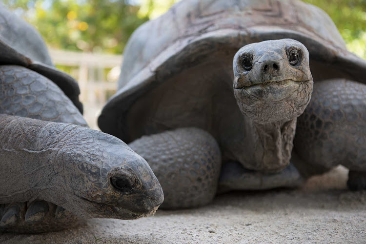 Big turtles at Miami's Jungle Island.