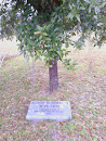 Planted in Memory of