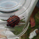 Italian Striped Bug