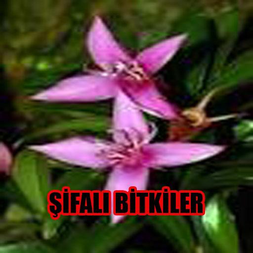 Şifalı Bitkiler