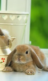 Rabbit Wallpaper Free Screenshots 9