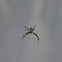 St.Andrews Cross Spider