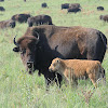 American bison (with calf)