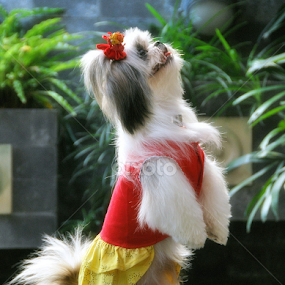 stand up by Johann Nicholas - Animals - Dogs Playing