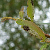 Willow Beetle Larvae