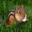 Chipmunk Live Wallpaper logo