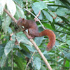 Red-tailed squirrel