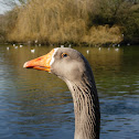 Ganso común. Greylag Goose