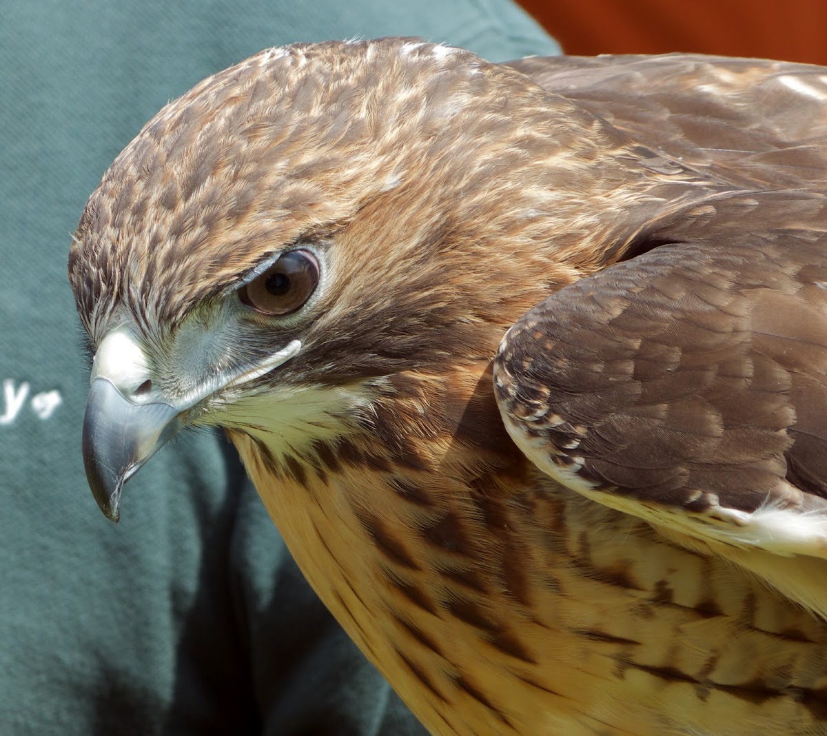 Red-tailed Hawk (female)