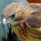 Red-tailed Hawk (female)