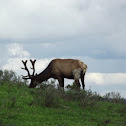 Elk