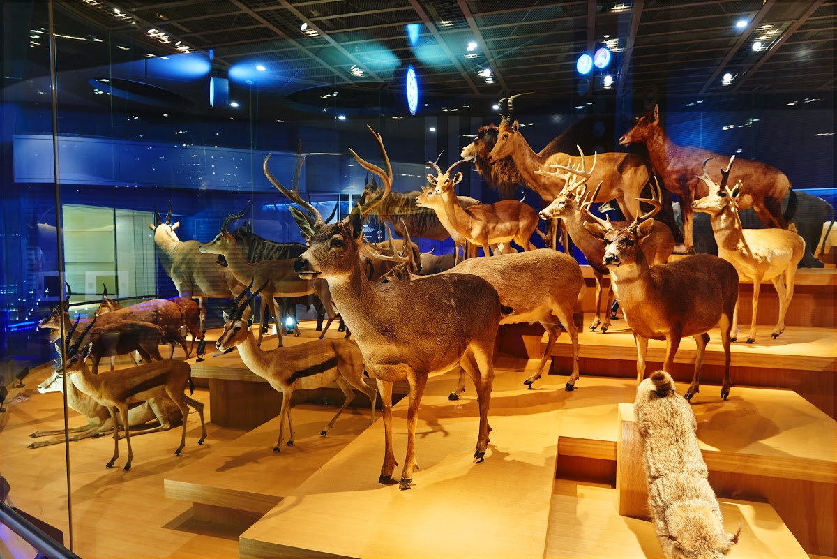 ミュールジカ Google Arts Culture