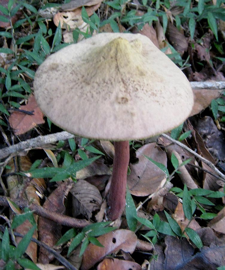 White Cap Mushroom