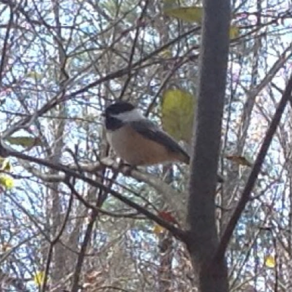 Chickadee | Project Noah