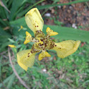 Yellow walking Iris