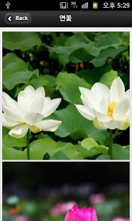 Free 꽃말 APK for Android