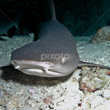 Reef Shark by Cameron Knudsen -  