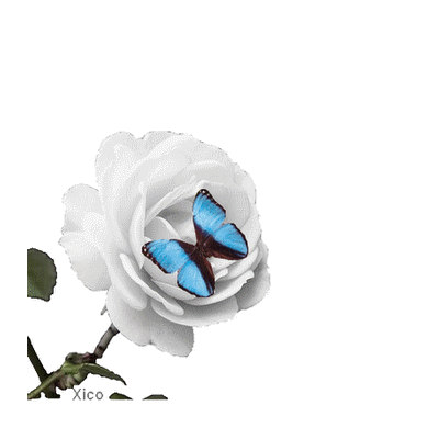 aa2.png