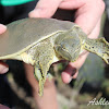 Spiny Softshell (male)