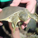 Spiny Softshell (male)