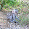 Vervet monkey