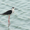 Black winged stilt