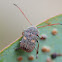 Cylinder leaf beetle