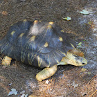 Radiated Tortoise