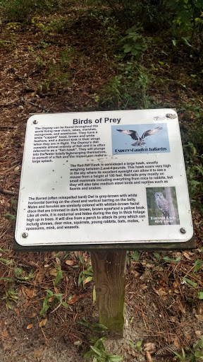 Birds of prey