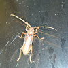 Ivory Marked Longhorn Beetle