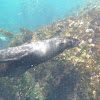 Galapagos fur seal