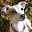 Jack Russell Terriers Wallpap Download on Windows