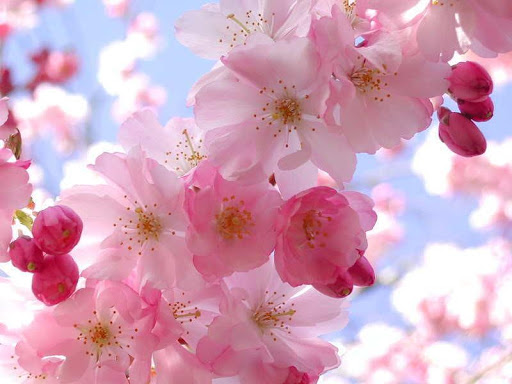 Epic Sakura Blossoms Wallpaper