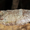 Neotropical Marbled Treefrog