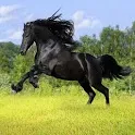 Horses Game icon