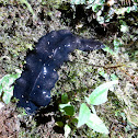 Flatworm sp.