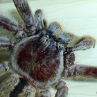 Common Huntsman Spider