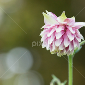 Origami by Maria Semelevich - Flowers Single Flower