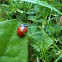 Seven Spot Ladybird