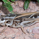 American Grasshopper