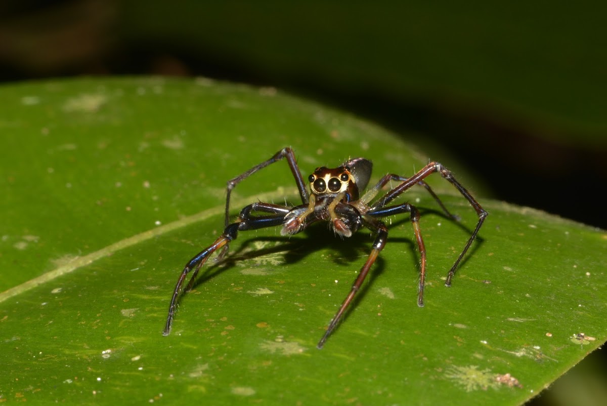 Wider Jawed Jumping Spider
