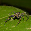 Wider Jawed Jumping Spider