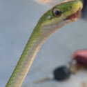 Rough Green Snake