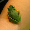 Dwarfe Green tree frog