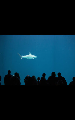 Shark Aquarium Live Wallpaper