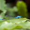 Common Blue Damselfly (Aus)
