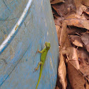 Green anole